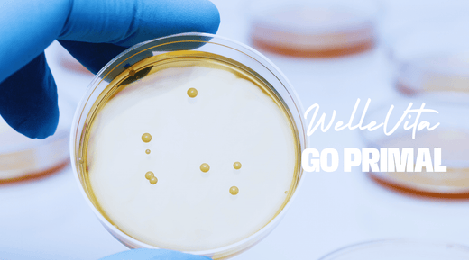 De Voordelen van Lactobacillus Rhamnosus voor Vrouwen: Een Complete Gids voor Gezondheid en Welzijn