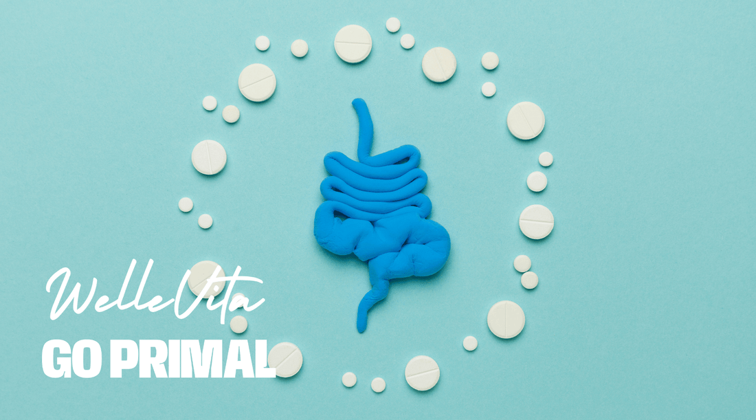 Waar Koop Je de Beste Pro en Prebiotisch Creamer Gutbiotic in 2025? - Welle Vita